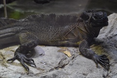 Hydrosaurus pustulatus