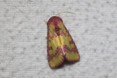 Psectrotarsia suavis