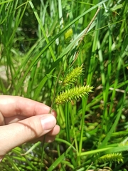 Carex vesicaria
