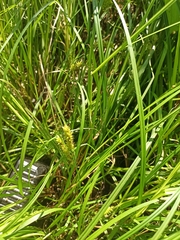 Carex vesicaria