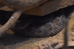 Crotalus catalinensis