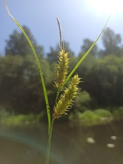 Carex vesicaria