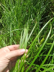 Carex vesicaria