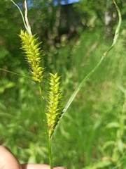Carex vesicaria