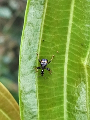 Centrocorynus biguttatus