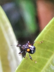 Centrocorynus biguttatus
