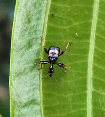 Centrocorynus biguttatus