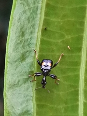 Centrocorynus biguttatus