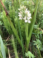 Dactylorhiza incarnata