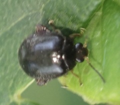 Scirtes hemisphaericus