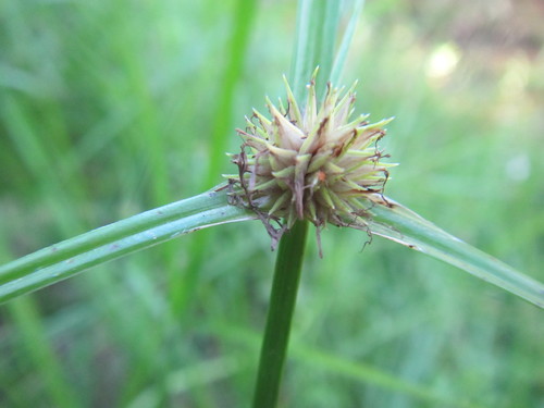 Cyperus alatus, photograph 5