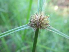 Cyperus alatus, photograph (c) douglaseustonbrown, some rights reserved (CC BY-SA)
