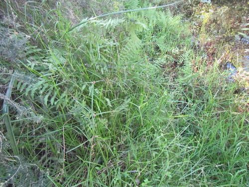 Cyperus alatus, photograph 6