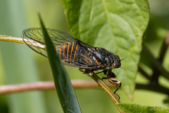 Cicadettini
