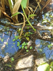 Spirodela polyrhiza