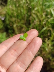 Spirodela polyrhiza