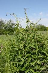 Vincetoxicum donetzicum