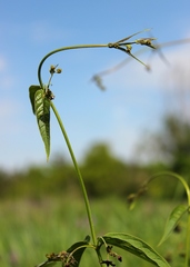 Vincetoxicum donetzicum