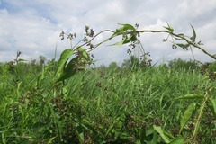 Vincetoxicum donetzicum