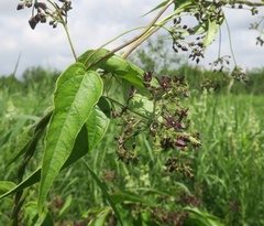 Vincetoxicum donetzicum