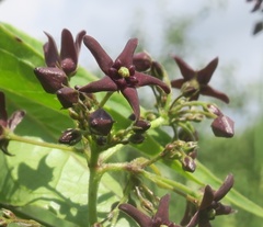 Vincetoxicum donetzicum