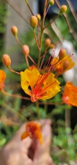 Caesalpinia pulcherrima