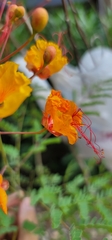 Caesalpinia pulcherrima