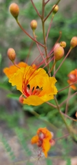 Caesalpinia pulcherrima