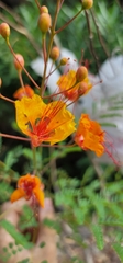 Caesalpinia pulcherrima