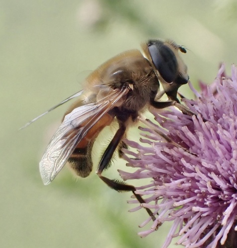 Common drone fly