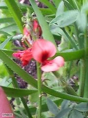 Indigofera complanata