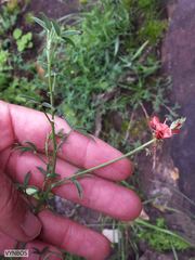 Indigofera complanata