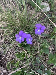 Viola calcarata