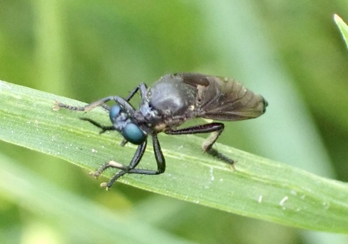 violet black-legged robber fly, Graafland, Groot-Ammers, Zuid-Holland, NL, photo 4 of 10