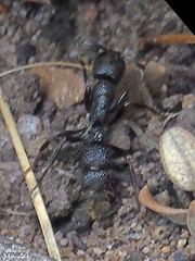 Bothroponera pumicosa