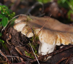 Russula neerimea