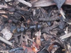 Bothroponera pumicosa