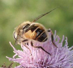 Eristalis abusiva