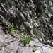 Small-leaf Rockcress - Photo (c) Clinton Whipple, some rights reserved (CC BY-NC), uploaded by Clinton Whipple