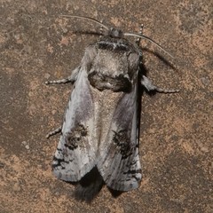 Parahypopta caestrum