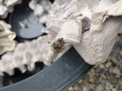 Abrostola tripartita