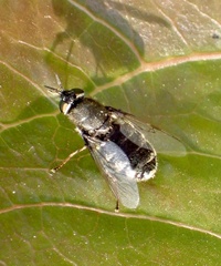 Odontomyia tigrina