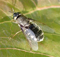 Odontomyia tigrina