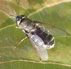 Odontomyia tigrina