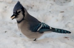 Cyanocitta cristata
