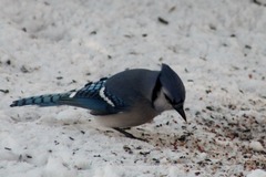 Cyanocitta cristata