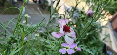 Magnoliopsida