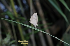 Miletus gopara