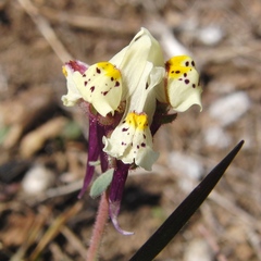 Linaria amethystea