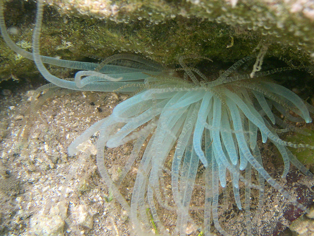 Bartholomea